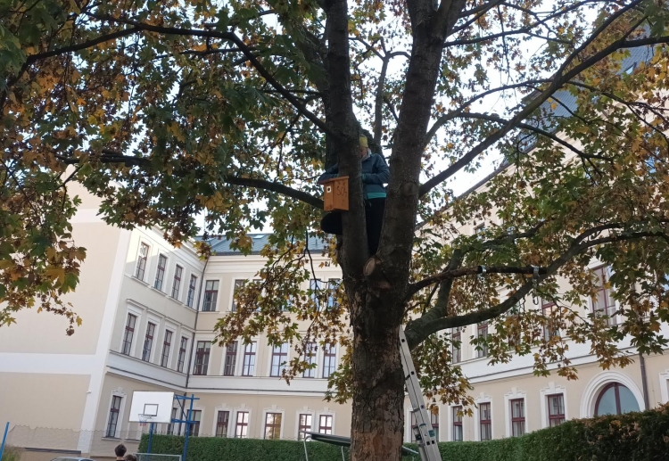Na školním dvoře přibyla ptačí budka